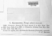 Ramariopsis kunzei image